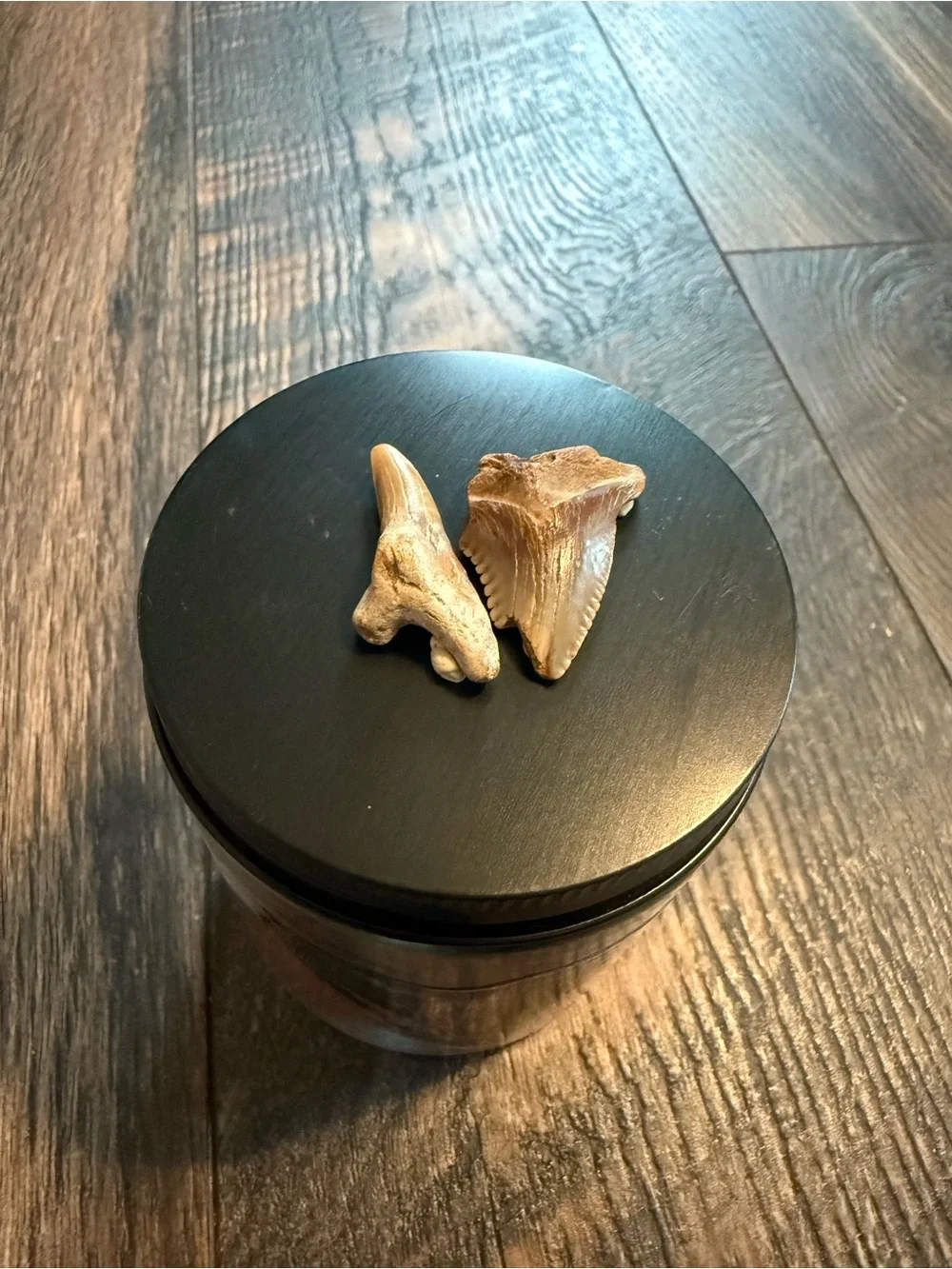 Shark tooth candle, shark teeth candle, shark candle, apple candle, shark week